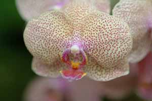 Singapore,Orchidee 020